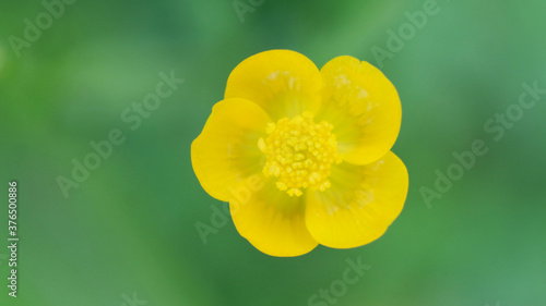 Common Buttercup yellow flowers on green grass background. Ranunculus acris meadow buttercup, tall buttercup, giant buttercup. Closeup, selective focus