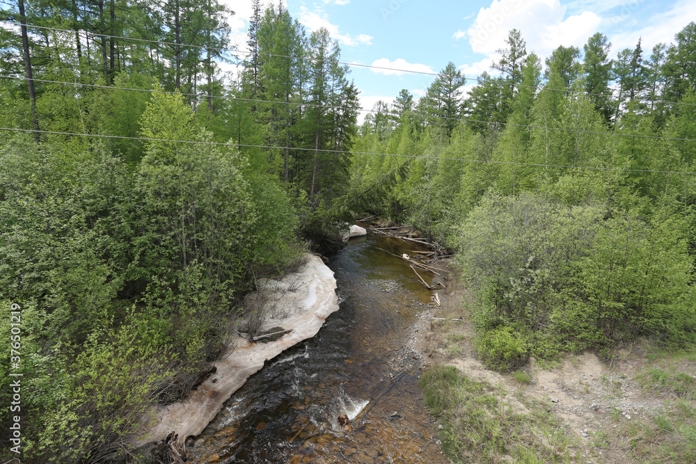 Fototapeta premium mountain river in the forest