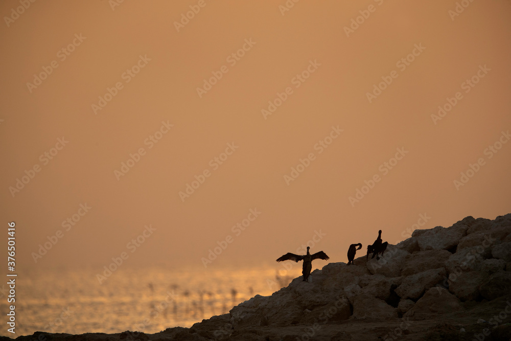 Silhouette of Socotra cormorants drying it wings during sunset, Bahrain