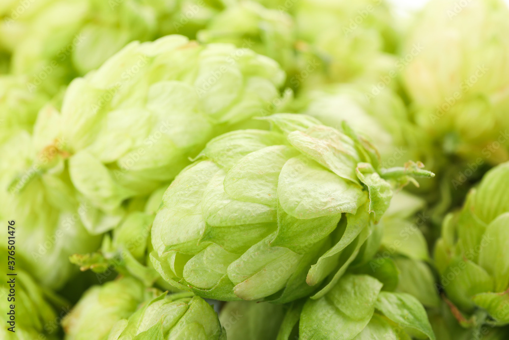 Fresh green hop on whole background, close up Fresh green hop on whole background, close up
