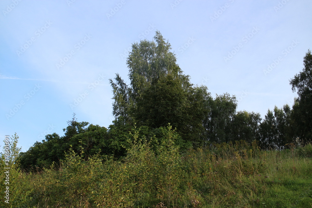 Bushes and trees by the river in summer in the village Bushes and trees by the river in summer in the village