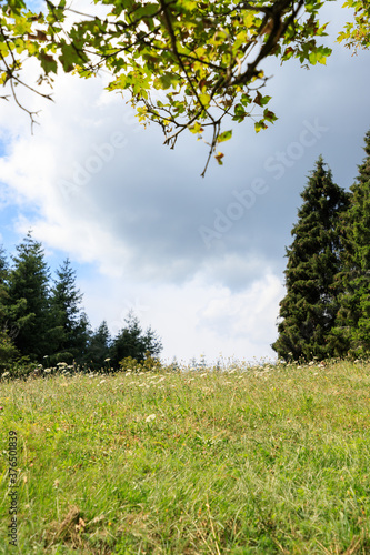 Uncut field of grass, trees during a sunny day in mountain photo