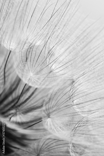 Abstract macro photo of dandelion seeds