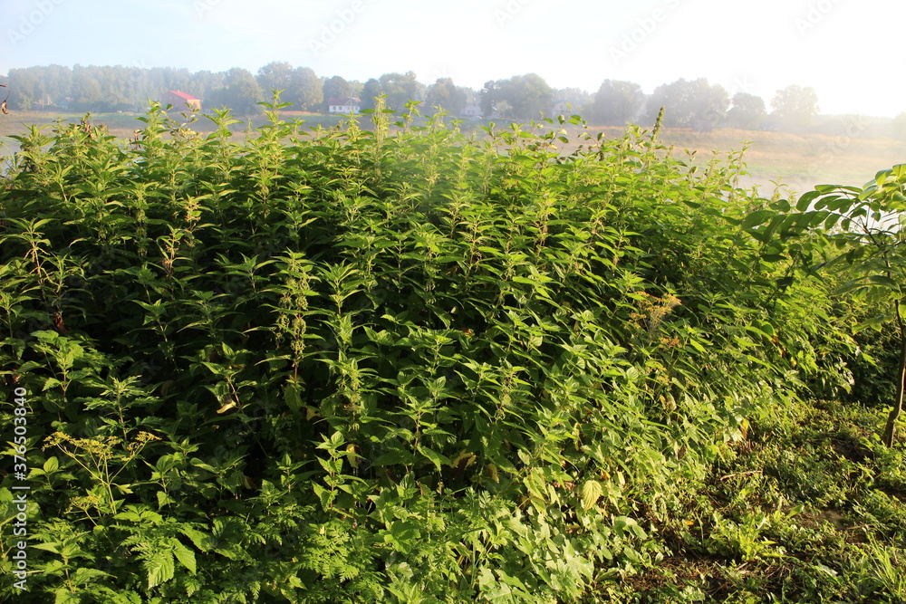 Nettle thickets in summer in the village