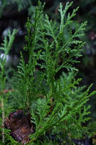 close-up of juniper branch