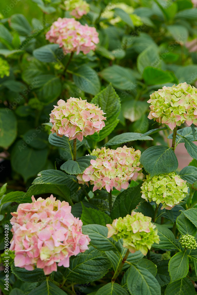 blooming hydrangea bush in garden blooming hydrangea bush in garden