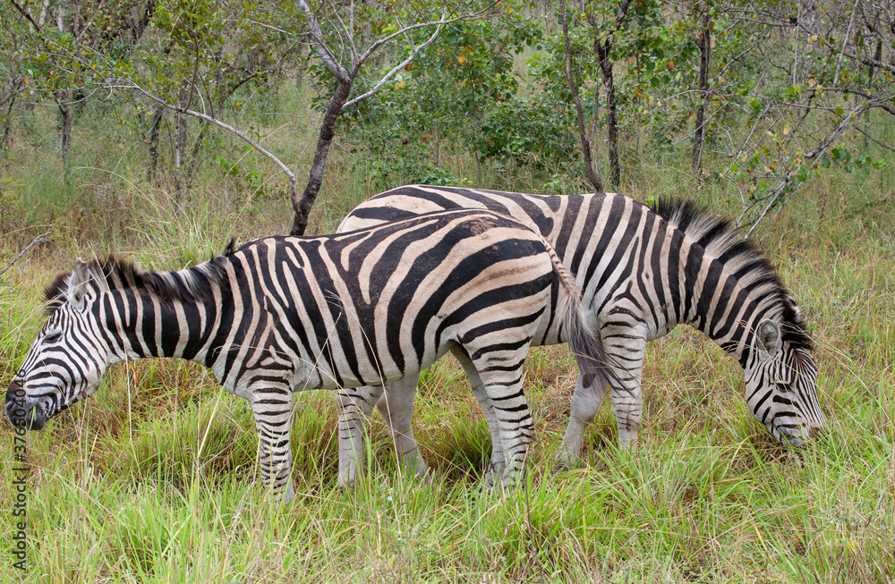 Zebra Herd_7491