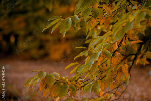 Autumnal leaves in blurred background. Autumnal Park. Autumn Trees and Leaves photo