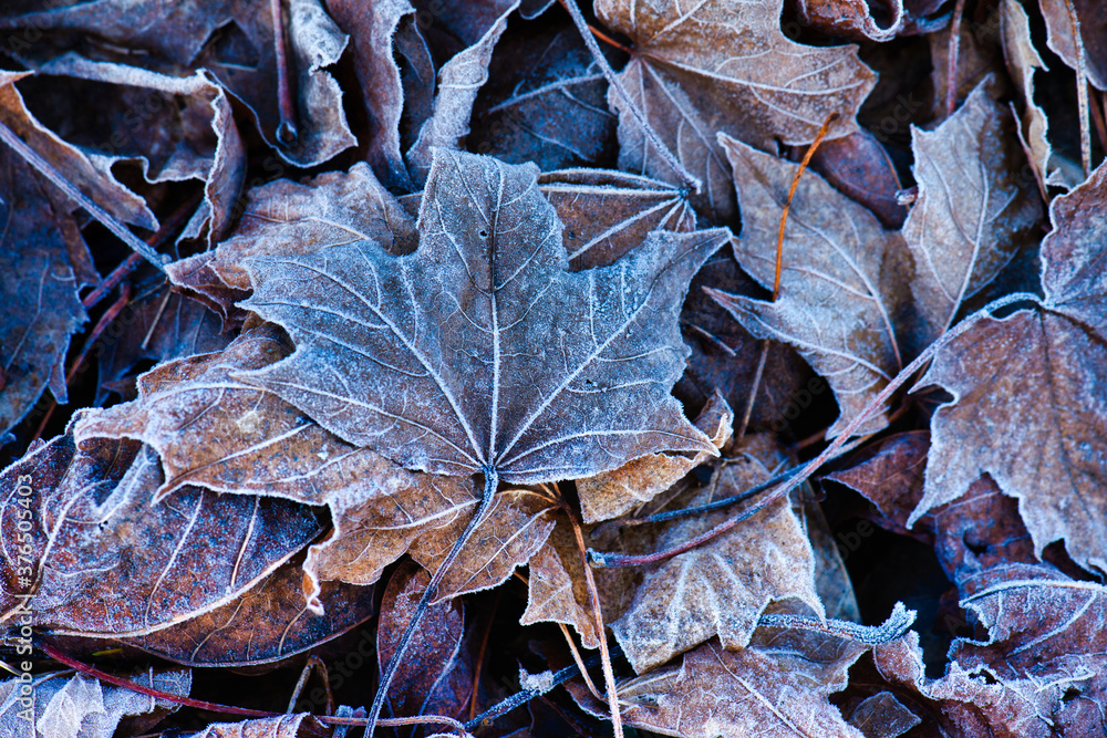 Closeup of frozen maple leaves in winter Closeup of frozen maple leaves in winter