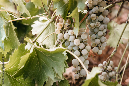 Screensaver on your desktop with grapes. Georgian vineyards and wineries. A bunch of ripe white grapes hangs on a green vine. Fresh autumn yellow grapes, harvest. photo