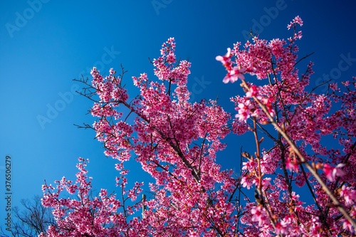 A Cherry Blossom Tree on a Clear Blue Sky