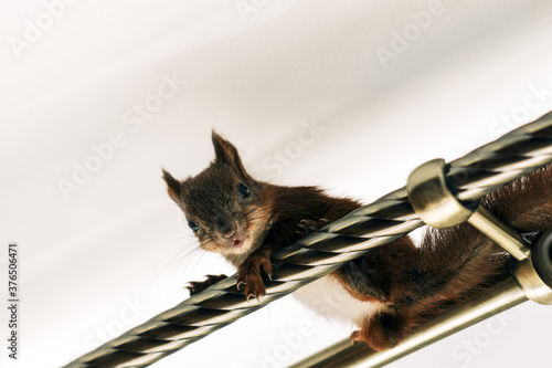 Brown squirrel sitting on a crossbar in the house. Pet