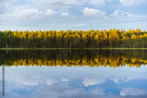 Pine forest lit with the descending sun on the shores of the lake with symmetrical reflection in the water, against the blue sky. Nature of Karelian Isthmus.