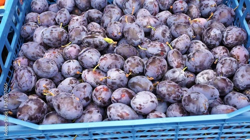 ripe plums in plastic boxes
