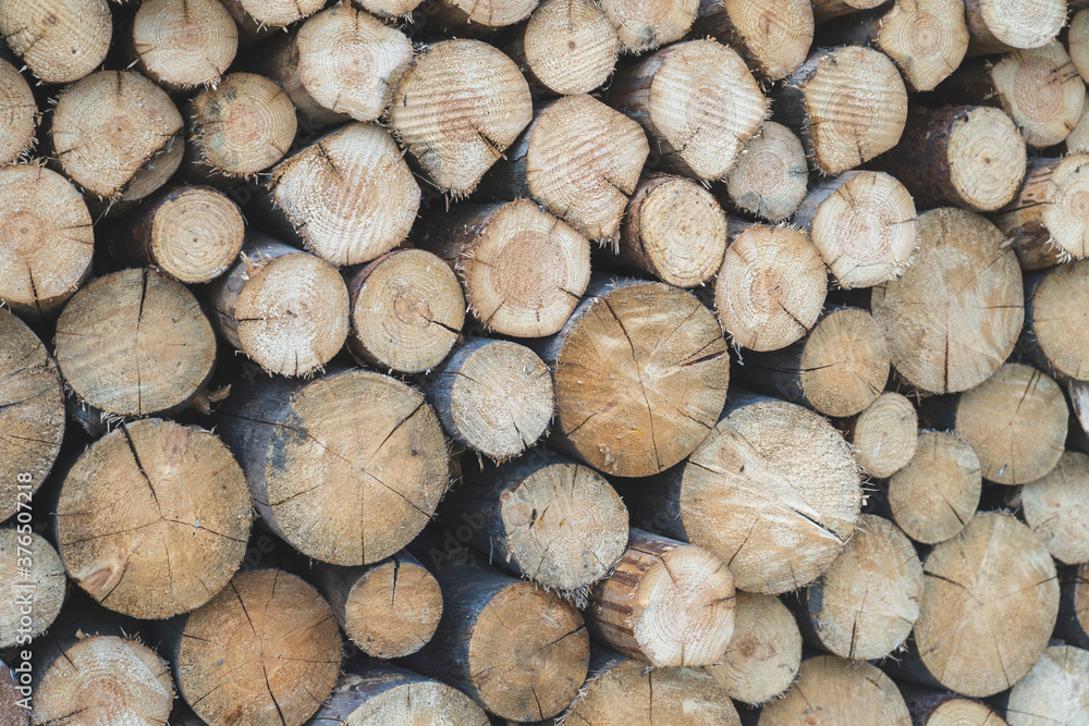 tree slices background image selective focusing, tree trunk Slices with annual rings and cracks on a black texture background. tree slices background image selective focusing, tree trunk Slices with annual rings and cracks on a black texture background.
