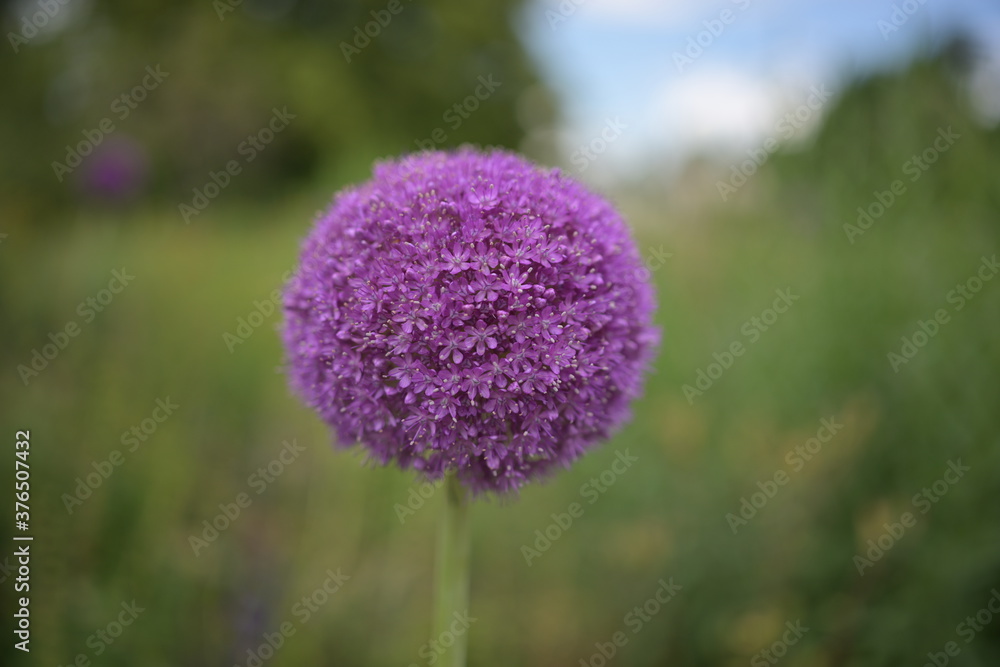 Fototapeta premium Wild Garlic