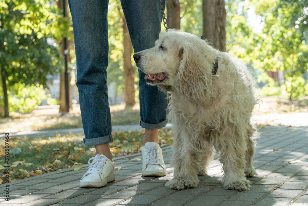 Senior cocker spaniel or old dog walking with woman in park at sunny day. Senior cocker spaniel or old dog walking with woman in park at sunny day.