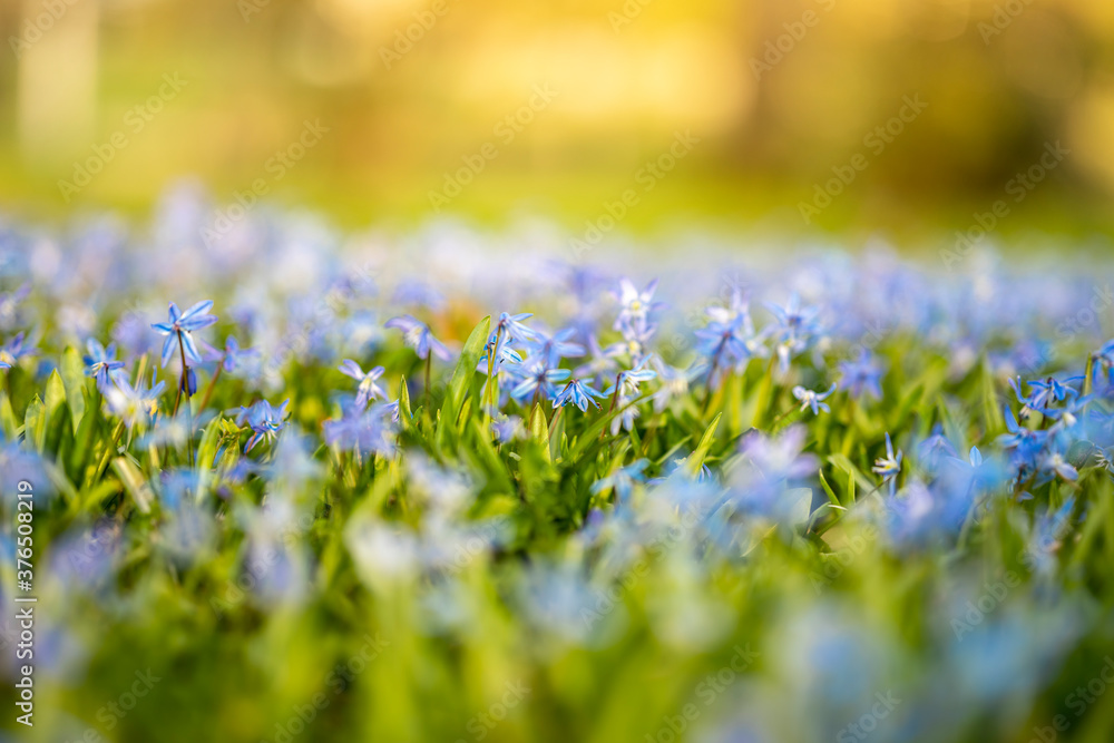 Blumen blau