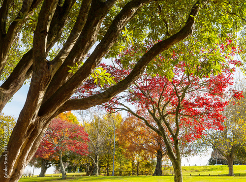 Fototapeta Naklejka Na Ścianę i Meble -  Autumn park in New Zealand