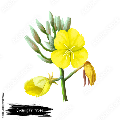 Evening Primrose Oenothera herbaceous flowering plant, family Onagraceae. Common evening primrose, suncups, and sundrops. Yellow primroses genus Primula digital art illustration, herbal plant photo