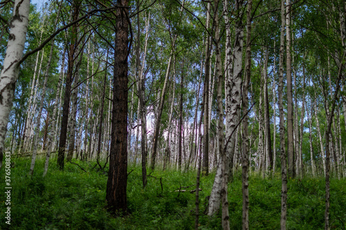 birch forest  many white tree trunks with black stripes and patterns and green foliage stand together in a thicket against a blue sky