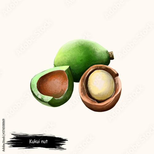Kukui nut isolated on white. Hand drawn illustration of candleberry, Indian walnut, kemiri, varnish tree, nuez de la India, buah keras, or kukui. Organic healthy food. Digital art with splashes