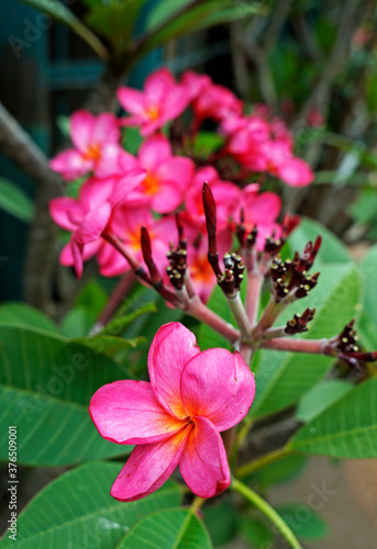Pink frangipani