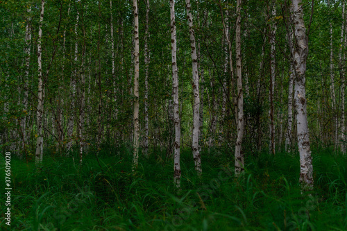 birch forest, many white tree trunks with black stripes and patterns and green foliage stand in grass in a thicket