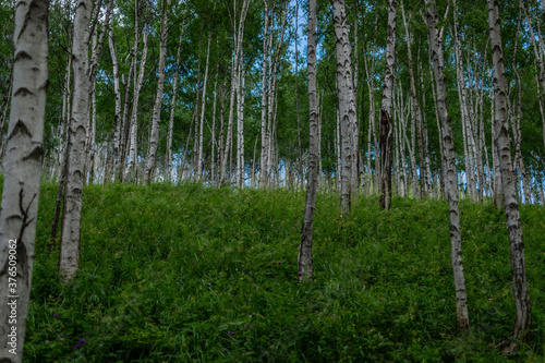 birch thicket, many white tree trunks with black stripes and patterns and green foliage stand in a forest on mountain, blue sky background