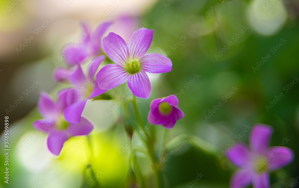 Clover flower with beautiful lilas color in early spring in Brazil, with very blurred background, selective focus. Clover flower with beautiful lilas color in early spring in Brazil, with very blurred background, selective focus.
