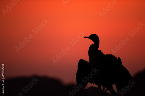 Socotra cormorant and beautiful hue during sunset  Bahrain
