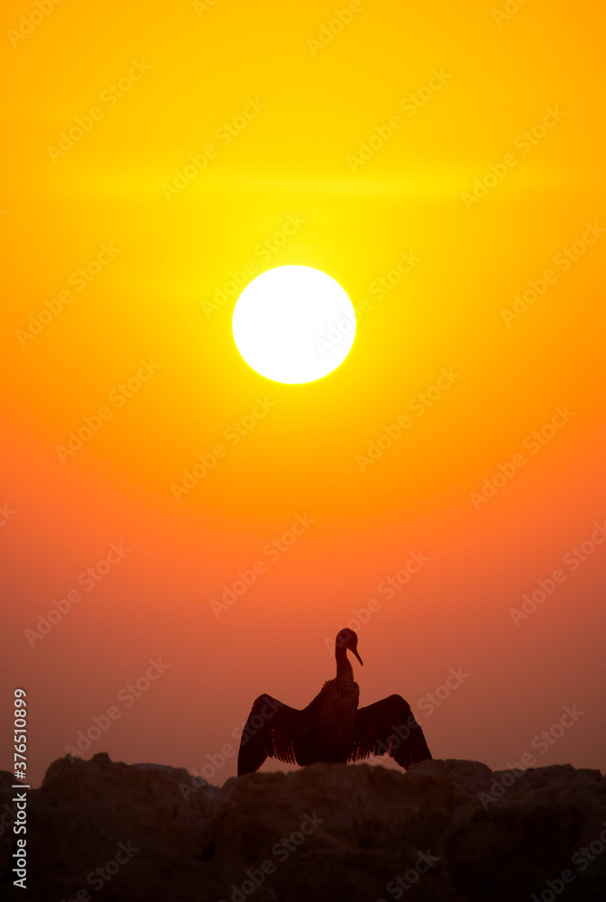 Silhouette of Socotra cormorant and sunset, Bahrain