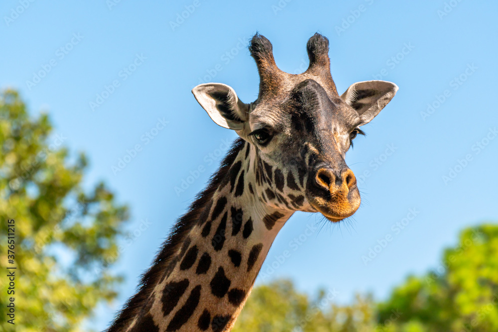 Close up of the Head of a Young Girafe Looking towards the Camera Close up of the Head of a Young Girafe Looking towards the Camera