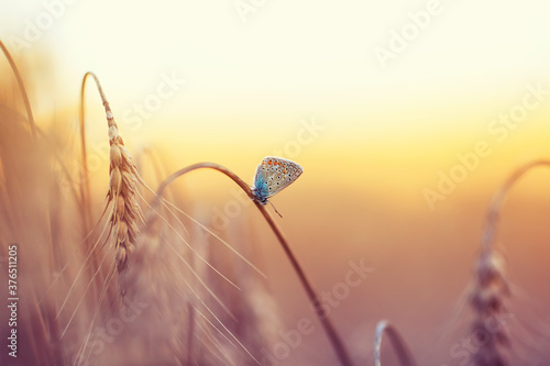 natural background with a small blue butterfly sitting on ripe Golden wheat ears on a Sunny day © nataba