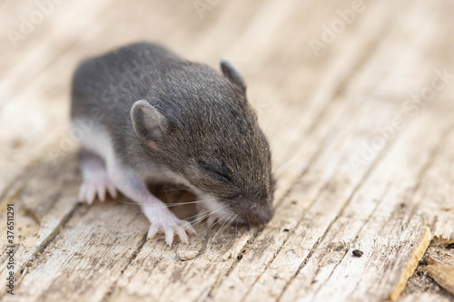 Baby mouse on wood floor
