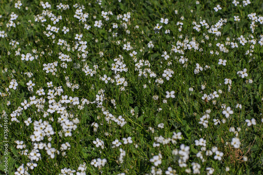 grass and flowers in the garden 