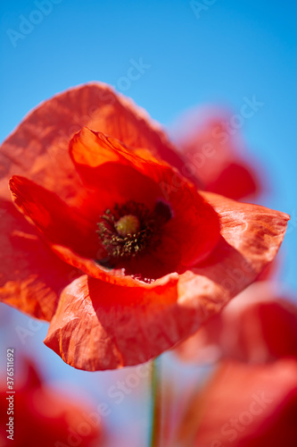 beautiful poppy flower field on a sunny summer day