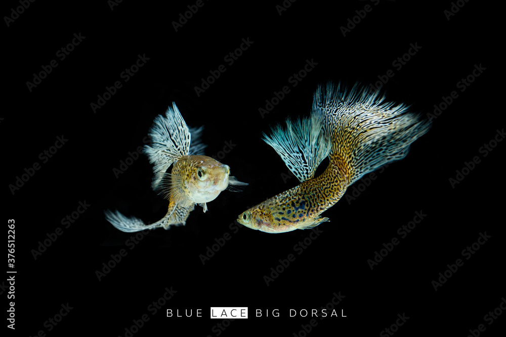 Fototapeta premium tropical blue guppy on black background