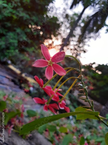 pink flowers in the garden