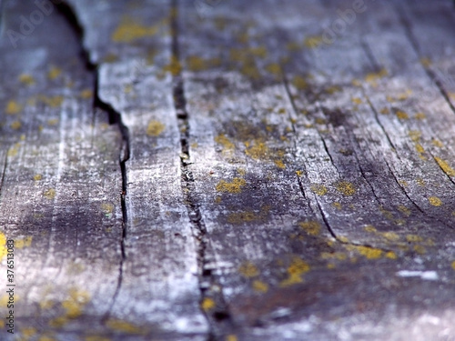 old board with cracked moss in perspective close-up photo