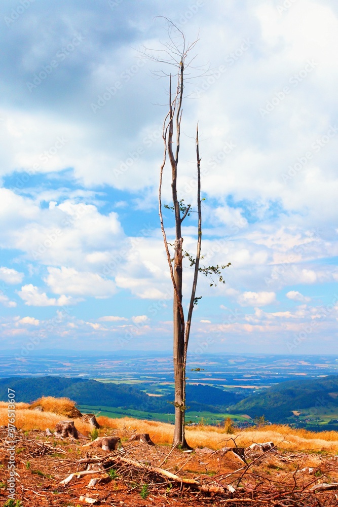 
A lone dry tree on Mount Ondrejnik in the Beskydy Mountains in Moravia in the Czech Republic.