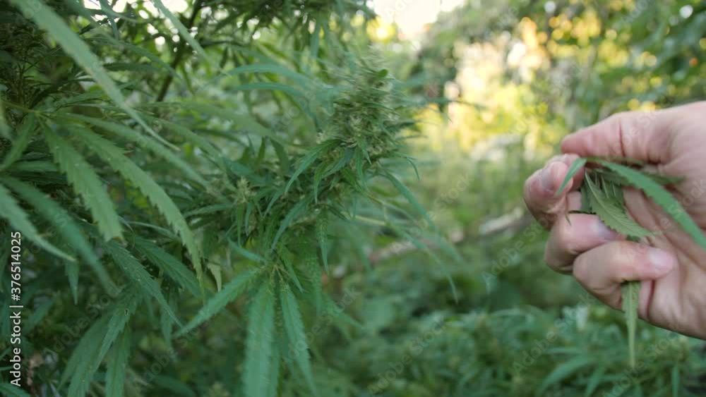 Hemp branch. Hand plucks green leaves and shows to the camera. Hemp branch. Hand plucks green leaves and shows to the camera.