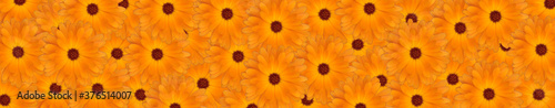 Calendula flower  banner for the site.