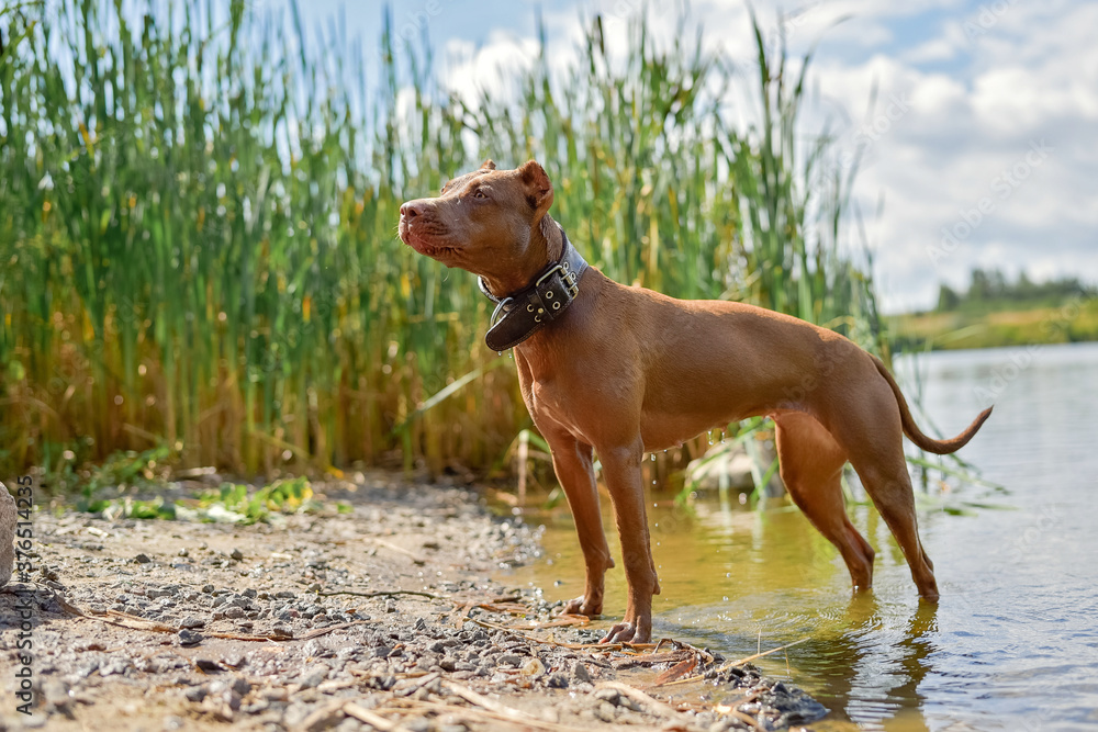 Wet American Pit Bull Terrier stands on the shore of the lake after swimming. Wet American Pit Bull Terrier stands on the shore of the lake after swimming.