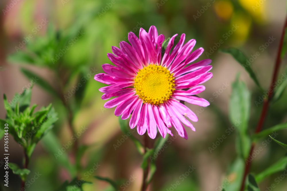 Pink aster flower is blooming in the garden Pink aster flower is blooming in the garden