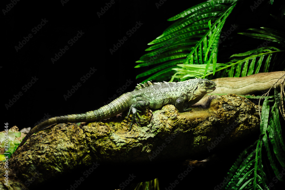 Ctenosaura bakeri, also known as the Utila iguana, Baker's spinytail iguana, swamper or wishiwilly del suampo, is a critically endangered species of spinytail iguana endemic to the island of Utila. Ctenosaura bakeri, also known as the Utila iguana, Baker's spinytail iguana, swamper or wishiwilly del suampo, is a critically endangered species of spinytail iguana endemic to the island of Utila.