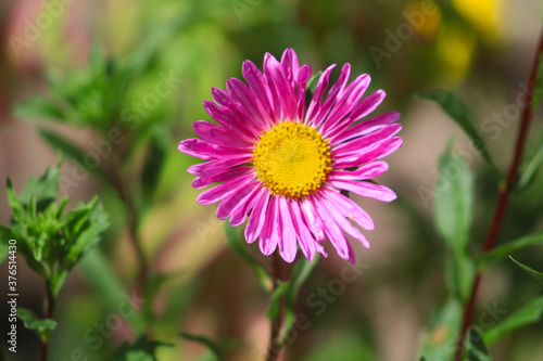 Pink aster flower is blooming in the garden