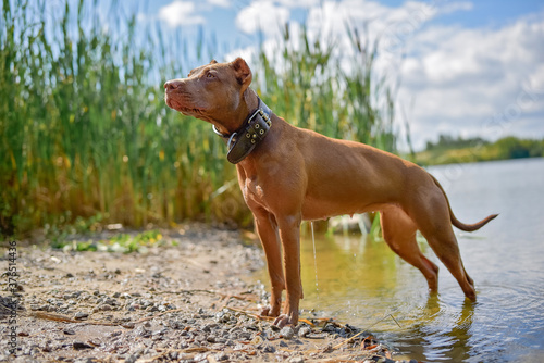 Wet American Pit Bull Terrier stands on the shore of the lake after swimming.