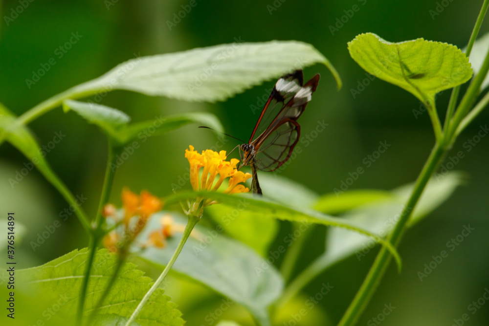 glass butterfly on a flower glass butterfly on a flower
