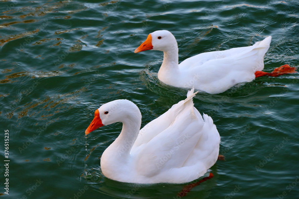 Obraz premium Two swans swimming in the lake at Jinta polar trees (Huyang in Chinese) park. 